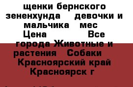 щенки бернского зененхунда. 2 девочки и 2 мальчика(2 мес.) › Цена ­ 22 000 - Все города Животные и растения » Собаки   . Красноярский край,Красноярск г.